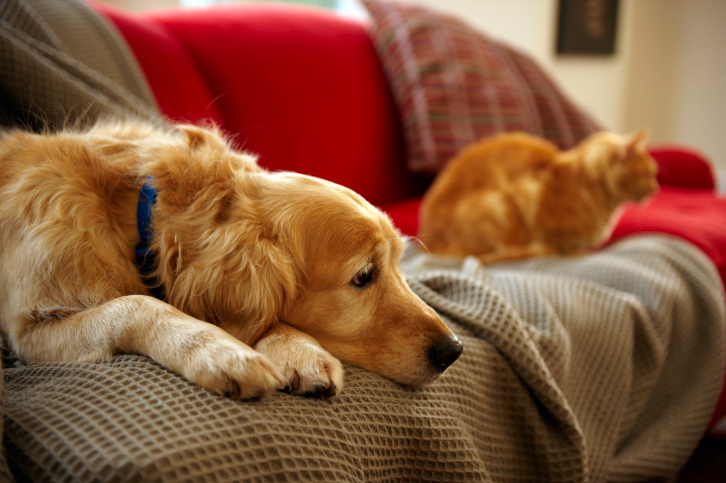 Come eliminare i peli di cane e gatto da vestiti e divani?  