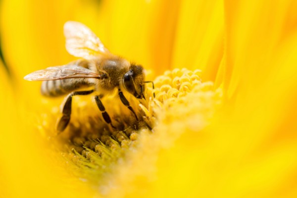 Come allontanare le api dal giardino  