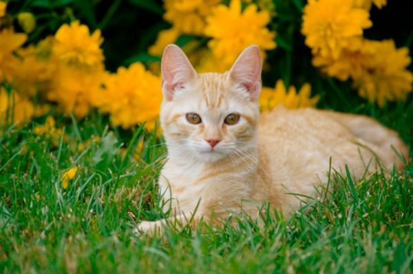 Come tenere lontani i gatti dal giardino  