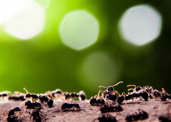 Come tenere lontano dalla cucina le formiche  