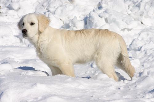 Come proteggere i cani dal freddo  