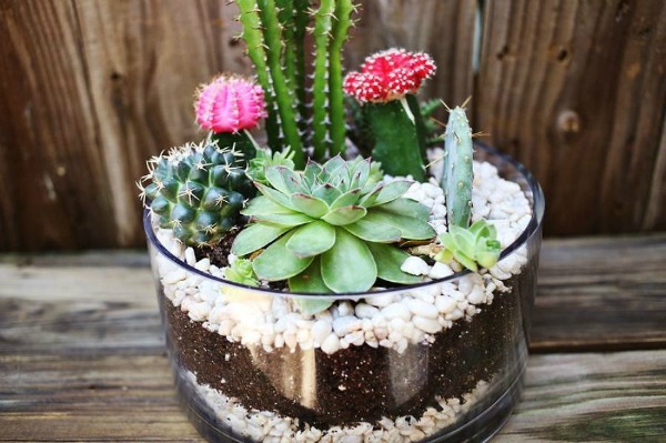 Come fare un terrario di cactus  