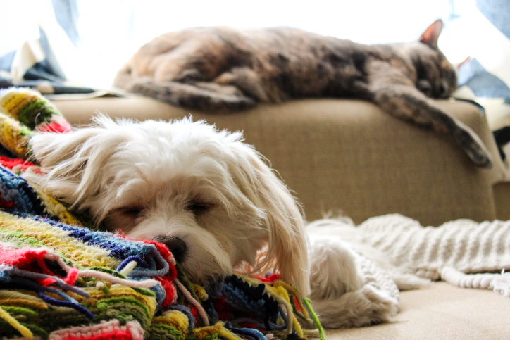 Come eliminare il pelo di cani e gatti  