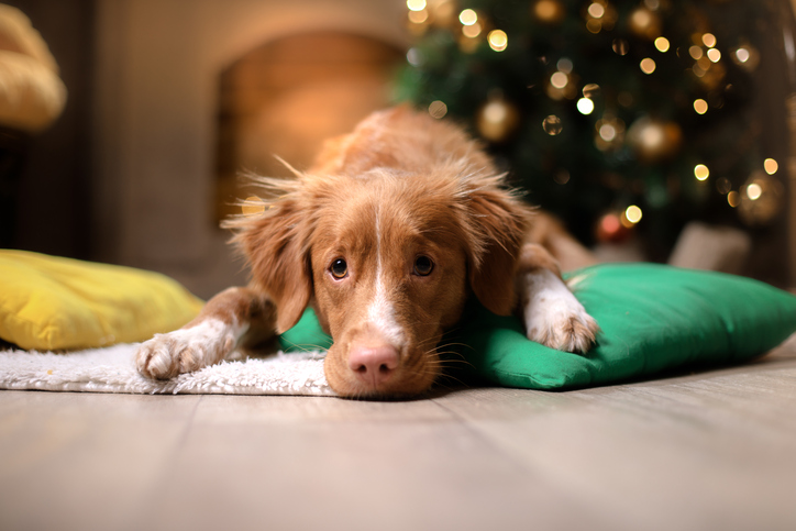 Come proteggere i cani dai botti di Capodanno  