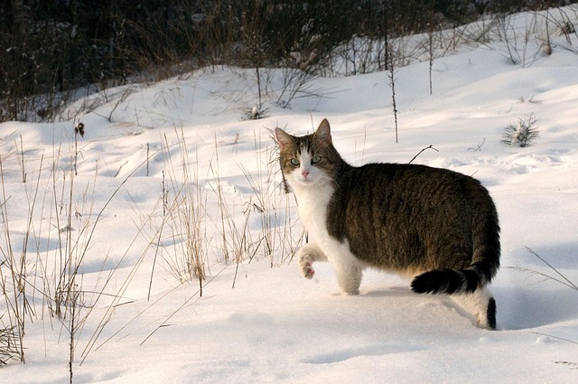 Come proteggere i gatti randagi dal freddo  