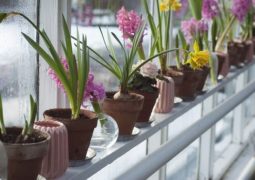 Come decorare i vasi sul balcone 