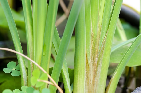 Come coltivare il vetiver in casa  