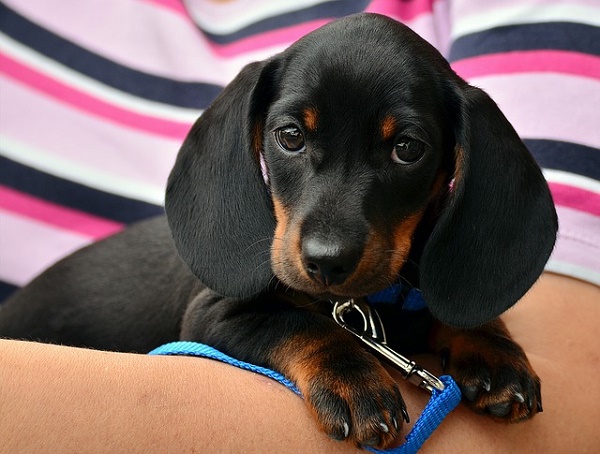 Come abituare il cane al guinzaglio  