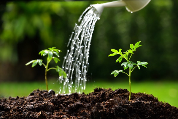 Come salvare le piante dal caldo estivo  