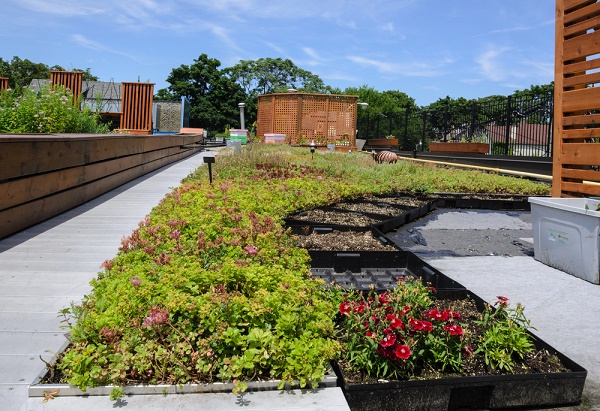 Come creare un green roof, il tetto giardino  