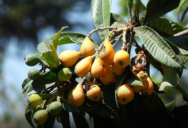 Come combattere cascola dei frutti  