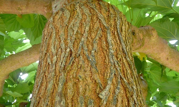 Come coltivare il platano in giardino  