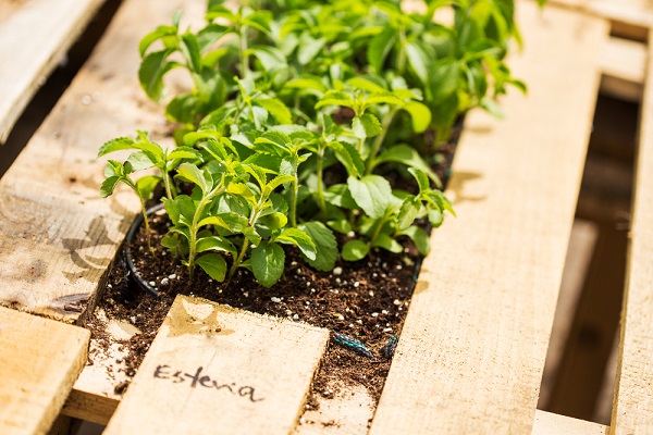 Coltivare stevia e caffè in vaso  