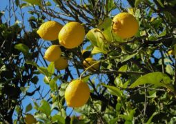 Come combattere la fumaggine del limone 