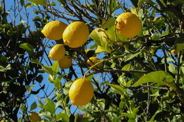 Come combattere la fumaggine del limone  