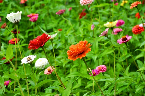 Come costruire un rain garden  