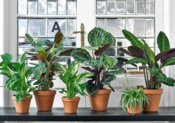 Come depurare aria con le piante 