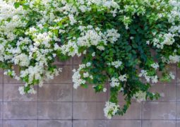 Come decorare un muretto con le piante 