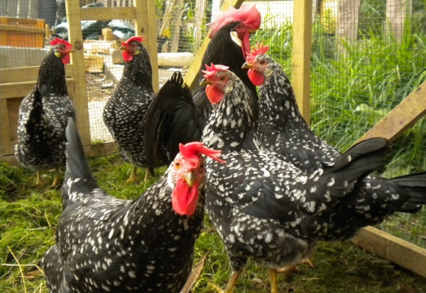 Come fare il bagno alle galline  