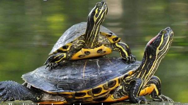 Come fare denuncia obbligatoria tartarughe d'acqua  