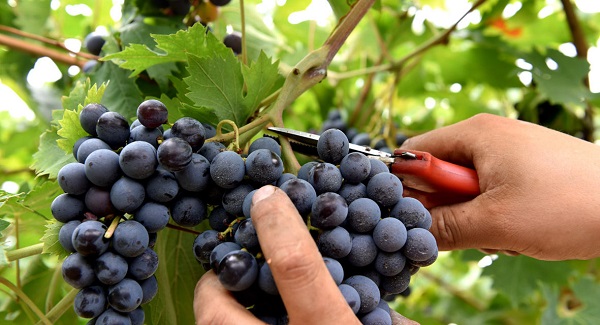 Come regolarsi con raccolta olive e vendemmia  