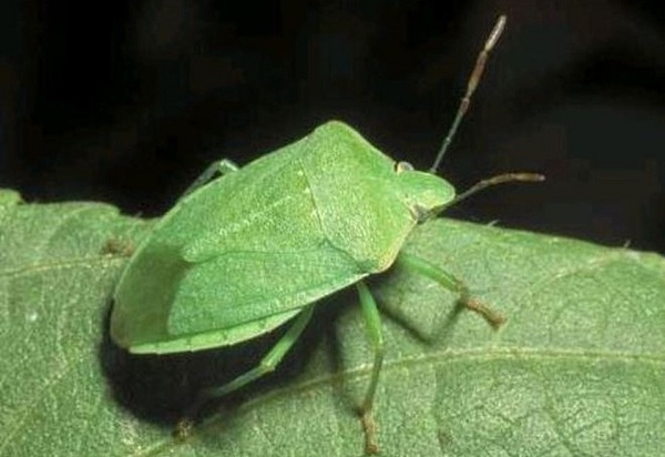 Come tenere lontane le cimici naturalmente  