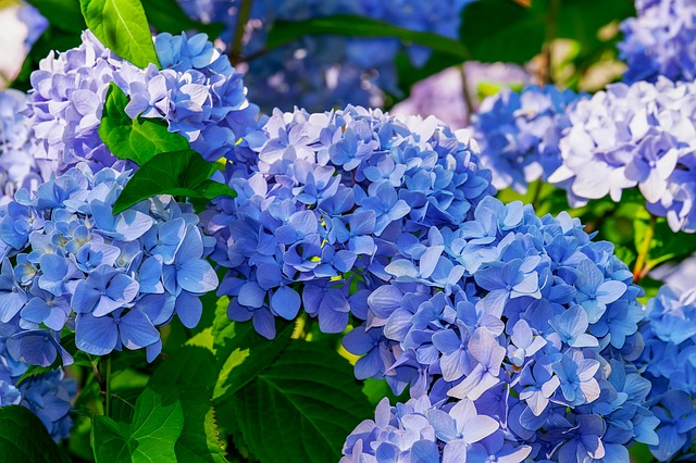 Come curare le ortensie per farle durare più a lungo  