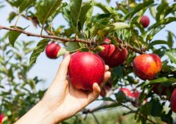 Come raccogliere frutti dagli alberi 
