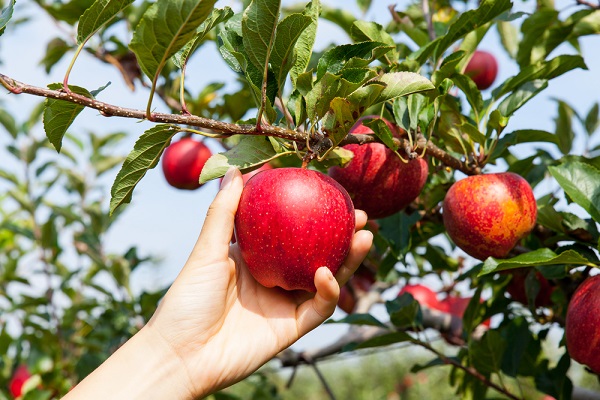 Come raccogliere frutti dagli alberi  