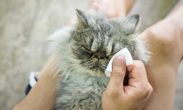 Come pulire gli occhi del gatto 