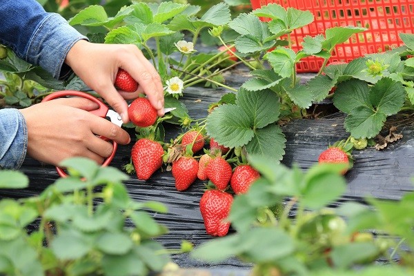 Come coltivare le fragole dal frutto  