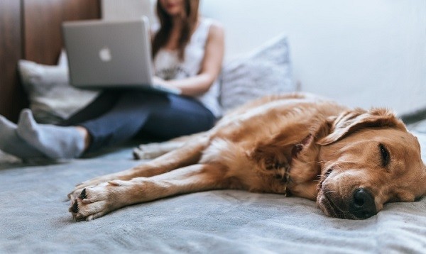 Come gestire insieme smart working e animali domestici  