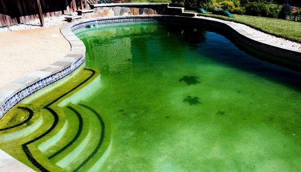 Come eliminare le alghe dalla piscina 