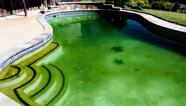 Come eliminare le alghe dalla piscina  