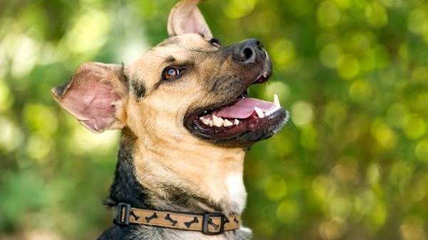 Come prendersi cura di unghie e denti del cane  