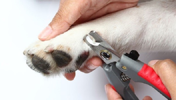 Come prendersi cura di unghie e denti del cane 