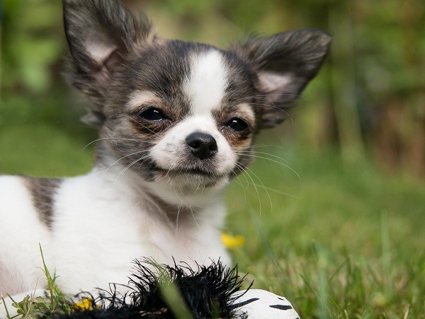 Come prendersi cura di un chihuahua  