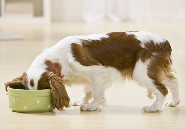 Come scegliere il cibo per cani giusto  