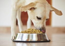 Come scegliere il cibo per cani giusto 