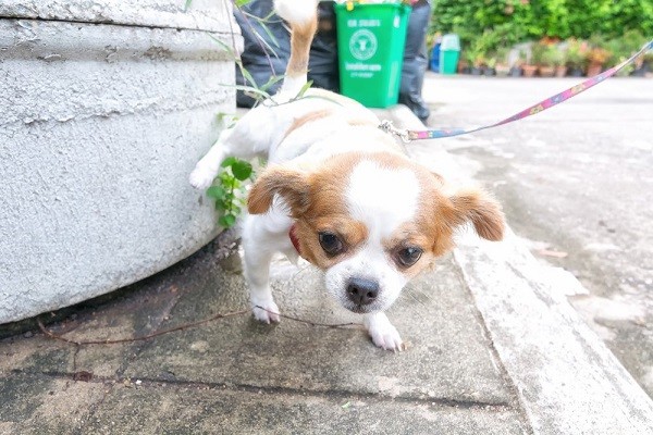 Come educare il cane a non fare pipì sul pavimento  