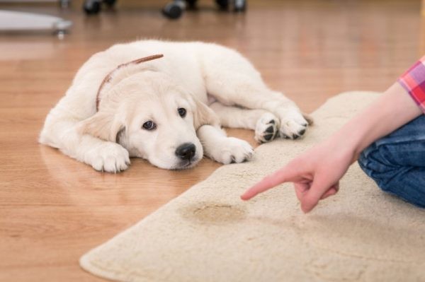 Come educare il cane a non fare pipì sul pavimento  