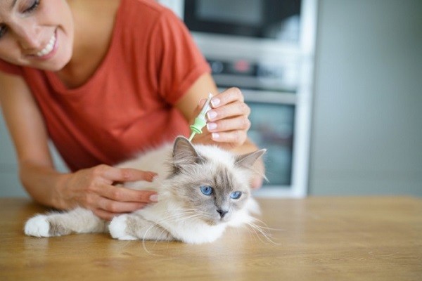 Come scegliere l'antiparassitario per cani e gatti  