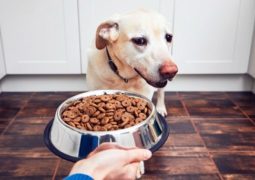 Come far mangiare cane inappetente 