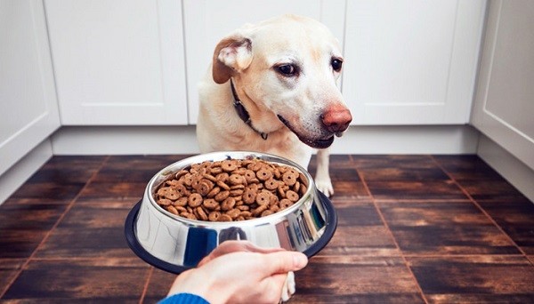 Come far mangiare cane inappetente  