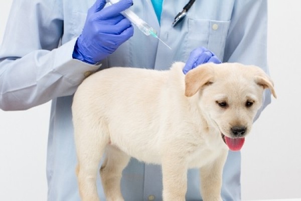 Come fare iniezione sottocutanea al cane 