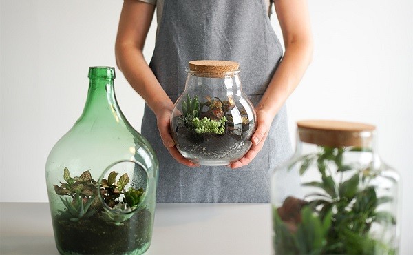 Come preparare un terrario con piante 