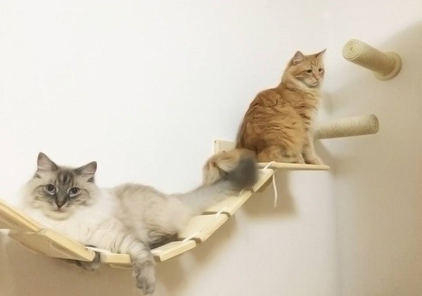 Come arredare casa per i gatti 