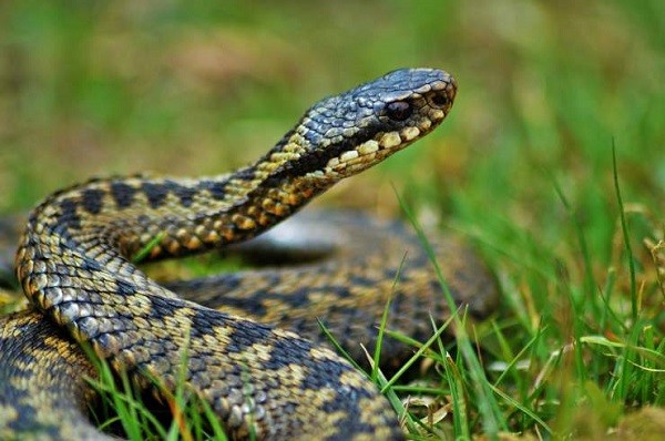 Come fare con un serpente in giardino  