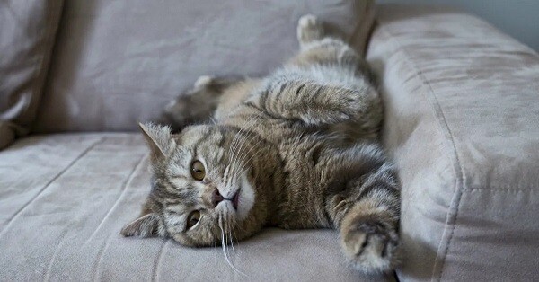 Come evitare il gatto graffi il divano 