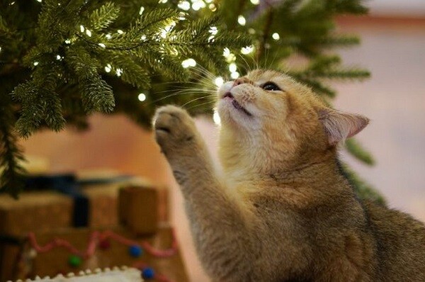 Come salvare i gatti dallo stress delle feste  